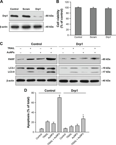 Figure 8 Drp1 silencing abrogated apoptotic and autophagic cell death induced by TRAIL and AuNPs combination treatment.Notes: (A) Calu-1 cells were transfected with either a scrambled siRNA or an siRNA specific for Drp1, and Western blotting analysis was then carried out to confirm the knockdown efficiency of Drp1 knockdown. (B) Transfection alone did not affect cell viability of Calu-1 cells. (C) Drp1 silencing significantly abrogated the influence of combination treatment on poly (ADP-ribose) polymerase (PARP) cleaved and conversion of LC3-I to LC3-II. (D) The cell viability was estimated by the MTT assay in cells transfected with either a scrambled siRNA or a Drp1 siRNA after exposure to TRAIL and AuNPs, alone and together for 24 h. Values are mean ± SD (n=3). *P<0.05, compared to cells treated with scrambled siRNA and TRAIL.Abbreviations: AuNPs, gold nanoparticles; Drp1, dynamin-related protein 1; MTT, 3-(4,5-Dimethylthiazol-2-yl)-2,5-diphenyltetrazolium bromide; SD, standard deviation; siRNA, small interfering RNA; TRAIL, tumor necrosis factor-related apoptosis-inducing ligand.