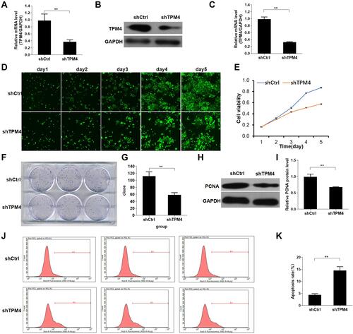 Figure 3 Knockdown of TPM4 inhibited AGC cell proliferation. (A) The stable shTPM4 AGS cells and shCtrl AGS cells were used to detect the mRNA level by qRT-PCR. (B and C) TPM4 protein expression in the stable shTPM4 AGS cells and shCtrl AGS cells were detected by Western blot. The cell proliferation was measured by Celigo image cytometry (D) and CCK-8 assay (E). (F and G) Cell clone formation assay was performed by using crystal violet staining. (H and I) Proliferating cell nuclear antigen (PCNA) protein expression in the stable shTPM4 AGS cells and shCtrl AGS cells was detected by Western blot. (J and K) Apoptosis of the stable shTPM4 AGS cells and shCtrl AGS cells was detected by flow cytometry. (G, I, and K) were histograms of (F, H, and J), respectively. Mean levels (±SD) were calculated from three replications. **P<0.01.