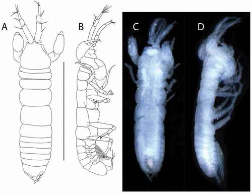 Figure 46. Pseudotanais scotti sp. nov., holotype female, (a, c), dorsal; (b, d), lateral. Scale line = 0.1 mm