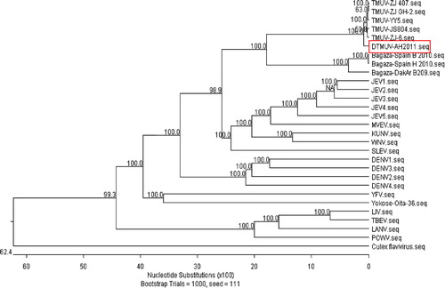 Figure 8. Phylogenetic analysis of flaviviruses based on the full-length genome. Phylogenetic analyses were performed by use of the MEGALIGN program (DNASTAR) and by using the Clustal alignment algorithm. TMUV-AH2011 is surrounded by a box. Bootstrap probabilities of each node were calculated using 1000 replicates. Scale bars indicate the number of nucleotide substitutions per site. Horizontal branch lengths are proportional to genetic distance while vertical branch lengths have no significance. Trees were constructed using the neighbour-joining method in Clustal W (Thompson et al., Citation1997).