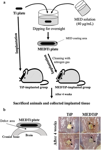 Figure 8. Experimental scheme for MEDTiP implantation. (a) After preparation of MEDTiP using a dipping method, TiP or MEDTiP were implanted in calvarial defects of SD rats for 4 weeks. (b) Image of the implanted region. After 4 weeks, TiP and MEDTiP were successfully attached to the defect region without any significant signs of injury. Abbreviations: TiP, Titanium plate, MEDTiP, MED-coated titanium plate.