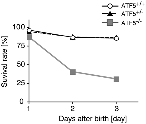 Fig. 1. Neonatal death of ATF5–/– mice.