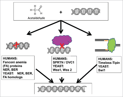 Figure 1. Schematic depiction of some of the cellular mechanisms for protection against acetaldehyde genotoxicity. Three types of damage are indicated: DNA base lesions, including interstrand crosslinks (left), DNA protein crosslinks (center) and stalled replication forks (right). The yeast genes identified by Noguchi et al. that protect against the different types of damage are indicated, along with the human homologs.