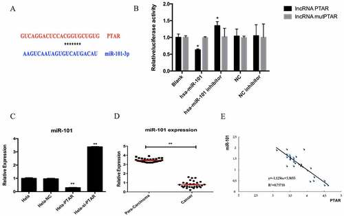 Figure 6. PTAR reduced miR-101 expression in uterine cancer. (a) Putative miR-101 binding sequence of PTAR. (b) The normalized luciferase activity detection results in this study. (c) miR-101 expression was detected after transfection with si-PTAR or PTAR vector. (d) Expression of miR-101 was analyzed and normalized to GAPDH expression, in 28 pairs of uterine cancer compared with corresponding para-carcinoma specimens. (e) Correlation analysis between PTAR expression and miR-101 expression.n = 3, *P < 0.05,**P < 0.01 vs control