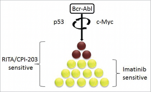 Figure 1. Bcr-Abl initiates the downregulation of the p53 tumor suppressor and the upregulation of c-Myc oncogene in CML LIC. Imatinib kills CML progenitor cells and not the tumor initiating cancer stem cells that are responsible for disease maintanance.