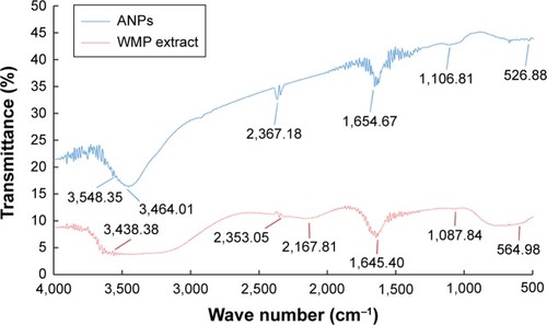 Figure 2 FT-IR analysis of gold nanoparticles (ANPs) synthesized using the aqueous extract of watermelon rind.Abbreviations: FT-IR, Fourier-transform infrared spectroscopy; WMP, watermelon outer peel.