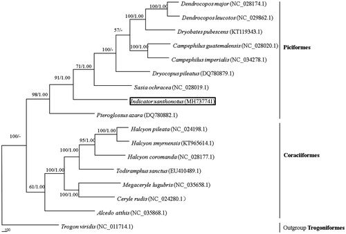 Figure 1. The phylogenetic tree based on combing protein-coding gene sequences of nine Piciformes and seven Coraciiformes. Numbers at a node of the tree branches represent maximum parsimony (BP, left) and Bayesian posterior probability (BPP, right).