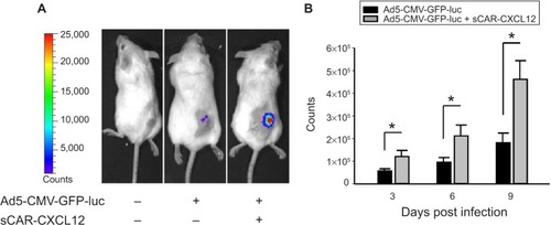 Figure 10 Enhancement of Ad infection in xenograft tumors in vivo using a bispecific adapter (sCAR-CXCL12).