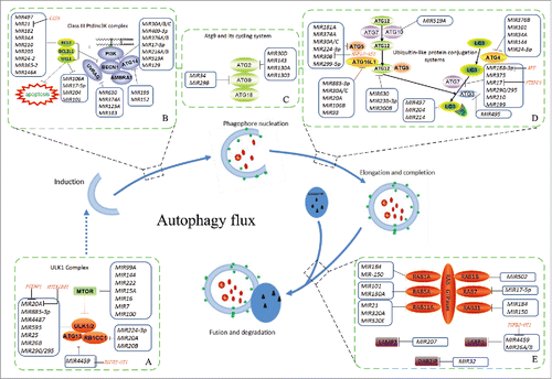 Figure 2. Detailed schematic of the roles of related miRNAs and lncRNAs during the core phase of autophagy. The core proteins or genes regulated by miRNAs and lncRNAs are marked during the dynamic steps. Autophagy induction is directly controlled by MTOR or other translational factors and signaling pathways (Fig. 1). Under an unfavorable stimulus, such as hypoxia or starvation, the inactivated MTOR assembles and activates ULK1/2 complexes to trigger the autophagy cascade (steps A-B). Then, initiation of the phagophore and phagophore nucleation is driven by the BECN1-associated PtdIns3K complex. In this critical stage, crosstalk exists between autophagy and apoptosis (step B). During autophagosome formation, phagophore elongation and completion involve 2 ubiquitin-like protein conjugation systems (ATG12–ATG5 conjugation and LC3–phophatidylethanolamine [PE] conjugation) and the ATG9 cycling system (steps C-D). The RAB family of small GTPases is essential for endocytosed proteins to function throughout the autophagy flux (step E). Finally, the mature autophagosome fuses with a lysosome to form the autolysosome, which degrades its cargo via hydrolases.