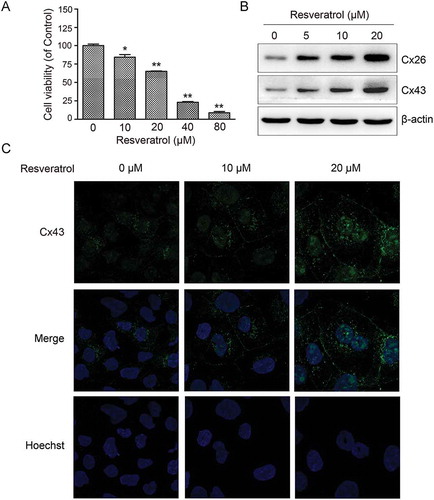 Figure 1. Resveratrol upregulated Cx expression in murine hepatoma cells. (A) Effect of resveratrol on CBRH7919 cell viability examined by CCK8. (B) Immunoblot gel images showing dose-dependent upregulation of Cx26 and Cx43 expression in CBRH7919 cells following resveratrol treatment. (C) Immunofluorescence images showing increased expression of Cx43 in resveratrol-treated CBRH7919 cells. Data are shown as mean ± standard deviation values. *P < 0.05; **P < 0.01.