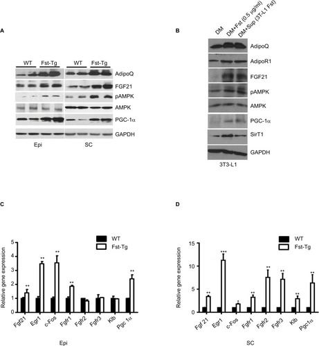 Figure 5 Effect of Fst overexpression on AdipoQ/FGF21/pAMPK pathway and FGF21 target genes. Western blot analysis of key proteins in Epi and SC adipose tissues from WT and Fst-Tg mice (A), and recombinant Fst protein (0.5 µg/ml) or Fst-enriched supernatant treatment of differentiated 3T3-L1 cells (B) using 100 µg of total tissue or cell lysates. Real-time quantitative gene expression analysis of FGF21, its receptors (Fgfr1-r3) and target genes in Epi (C), and SC (D) adipose tissues obtained from 10-week old WT and Fst-Tg mice. Data are expressed as mean ± SD. *P≤0.05, **P≤0.01, and ***P≤0.001 (n=3).