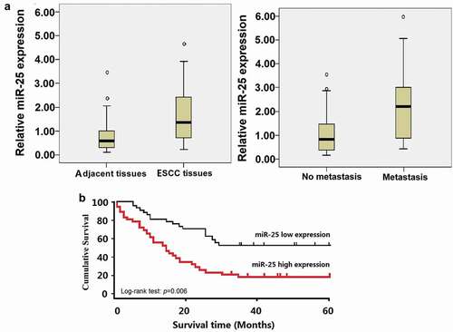 Figure 1. Expression of miR-25 in ESCC tissues and its relation with survival.