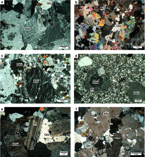 Figure 3. Crossed polars thin-section microphotographs exemplifying textural features of the Valle Mosso granitic facies. (a) Zoned plagioclase, euhedral microcline and interstitial quartz form an hypidiomorphic texture in the unfoliated portion of the Lower Valle Mosso facies (vgrL); (b) High muscovite content and allotriomorphic texture are the main features of leucogranitic rocks from the Fila facies (vgrF); (c) Vaudano facies (vgrP) cm-sized perthitic orthoclase crystals set in a sub-mm sized holocrystalline matrix: (d) Monte Bastia facies (vgrM) typically shows cm-sized anhedral k-feldspar (usually surrounded by prominent plagioclase rim) and rounded quartz phenocrysts set in a very fine-grained matrix; (e) Interlocking texture of cm-sized euhedral orthoclase and plagioclase crystals together with interstitial quartz, in the Montaldo facies (vgrE); (f) Interlocking texture paired with kaolinitization of orthoclase component characterize syenogranites of Upper Valle Mosso facies (vgrU).