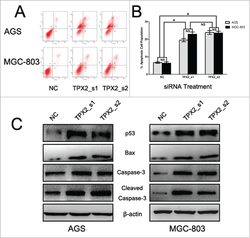 Figure 4. Knockdown of TPX2 expression in inhibition of gastric cancer cell apoptosis. (A-B) Flow cytometric apoptosis assay. Two TPX2 siRNAs were transiently transfected into gastric cancer cells and then subjected to a flow cytometric apoptosis assay. (C) Western blot. Two TPX2 siRNA constructs were transiently transfected into gastric cancer AGS and MGC-803 cell lines and then subjected to protein gel blot analysis of apoptosis-related proteins. Columns, mean of 3 independent experiments; bars, SD. *P < 0.05, NS = not significant.