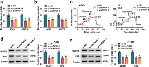 Figure 3. CircPUM1 knockdown suppresses cell glycolysis in NSCLC. (a, b) Measurements of glucose uptake and lactate production in A549 and H1650 cells transfected with si-circPUM1 or si-NC using commercial kits. (c) The glycolysis stress test of ECAR in A549 and H1650 cells transfected with si-circPUM1 or si-NC. (d, e) Western blot analysis of GLUT1 and HK2 protein levels in si-circPUM1 or si-NC transfected A549 and H1650 cells. *P < 0.05