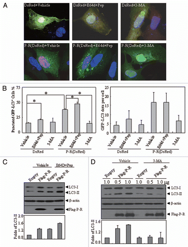 Figure 4 The effects of lysosomal enzyme inhibitors and 3-MA on altered localization and expression pattern of LC3 protein induced by PML-RARα. (A and B) U2OS cells were transiently co-transfected with GFP-LC3 and DsRed-PML-RARα (bottom parts) or DsRed (upper parts) for 24 h, followed by treatment with or without 3-MA (10 mM) and pepstatin A (10 µg/ml) plus E64d (10 µg/ml) for an additional 4 h. Then the cells were observed by confocal microscopy. The representative images for each treatment are shown (A). Quantification data of the percentage of GFP-LC3 puncta-positive cells and GFP-LC3 dots per cell are shown in the left and right parts, respectively (B). Symbol * stands for p < 0.05. (C and D) U2OS cells were transiently transfected with the indicated concentrations of Flag-PML-RARα (Flag-P-R) expression vector or the empty Flag vector (1.0 µg of each plasmid was transfected in C) for 24 h and then treated with or without pepstatin A (10 µg/ml) and E64d (10 µg/ml) (C), 3-MA (10 mM) (D) or an equal volume of the vehicle for an additional 4 h. Cell lysates were harvested and analyzed by protein gel blot with specific antibodies. Relative LC3-II expression in (C and D) was determined by the ratio of the densitometric value of LC3-II relative to the empty-transfected controls with vehicle treatment. All experiments were repeated three times with similar results, and values are shown as means with bar as SD of three independent experiments.