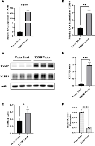 Figure 4 Effects of TXNIP on regulation of NLRP3 expression and cellular glucose uptake in HTR8/SVneo cells. (A and B) The mRNA expression of TXNIP and NLRP3 in HTR8/SVneo cells transfected with TXNIP Vector or Blank. (C–E) Representative images and quantitative analysis of TXNIP and NLRP3 protein expression detected by Western blot. (F) Relative quantitative analyses of glucose consumption. *P<0.05, **P<0.01, ***P<0.001, ****P<0.0001.