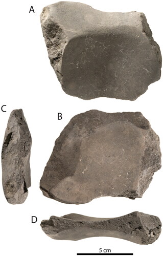 Figure 13. 700–800-year-old sandstone grinding stone (Square A). (A) Plan view of Grooves 2 and 3. (B) Plan view of Grooves 1 and 4. (C) End-on view of Margin A. (D) End-on view of Margin C (photographs by Steve Morton).