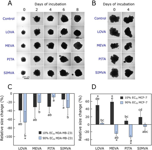 Figure 4 Effect of statins on 3D cultures. (A) MDA-MB-231 spheroids at day 0 and 8 of experiment, with higher concentration of statins. (B) MCF-7 spheroids at day 0 and 4 of experiment, with higher concentration of statins. (C) The relative size change of MDA-MB-231 spheroids compared to the control group after 10 days incubation with statins. (D) The relative size change of MCF-7 spheroids compared to the control group after 6 days incubation with statins. The asterisks (*) indicate p<0.05 compared to control. Bars marked with different letters indicate statistically significant differences (p < 0.05) within the same category.