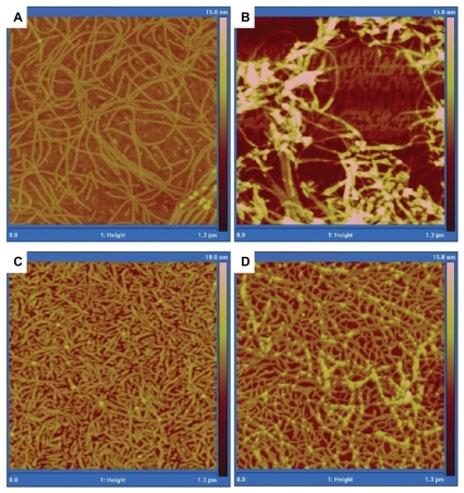 Figure 5 Tapping mode AFM height images of A) K1, B) TAM-K1, C) TBL, and D) TAM-TBL.Abbreviations: K1, rosette nanotubes with lysine; TAM, tamoxifen; TAM-K1, tamoxifen encapsulated in K1; TAM-TBL, tamoxifen encapsulated in TBL.