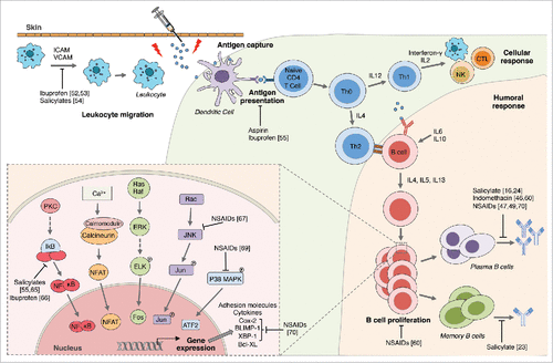 Figure 1. Antipyretics analgesics inhibition of post-vaccination immune response. This figure illustrates the different mechanisms by which antipyretic analgesics might inhibit post-vaccine adaptive immune response as suggested by the referenced studies. Vaccine antigen delivered at injection site induces immune and inflammatory mediators which triggers leukocyte migration and activates dendritic cells (DC) [upper left]. DCs capture, process and present antigen to naive CD4 T cells and induce their proliferation and differentiation into T-helper cells (Th0). Th0 influenced by cytokines and other stimuli differentiate into T-helper subsets Th1 (associated with cellular responses) and Th2 (associated with humoral responses). Th2 cells interact with B cell and secrete cytokines (IL4, IL5, IL13) leading to B cell proliferation and differentiation into antibody-secreting plasma cells and memory B cells. Insert: Major intracellular signaling pathways that lead to activation of nuclear factors and expression of cellular end products. PKC: Protein Kinase C; NF-kB: Nuclear factor κ B; NFAT: Nuclear factor of activated T-cells; ERK: extracellular signal regulated kinases; JNK: Jun N terminal kinase; MAPK: mitogen-activated protein kinase; ATF2: Activating transcription factor-2; Cox-2: Cyclo-oxygenase 2; Bcl-XL: B lymphocyte; BLIMP-1:B lymphocyte induced maturation protein-1; XBP-I: X-box-binding protein1.