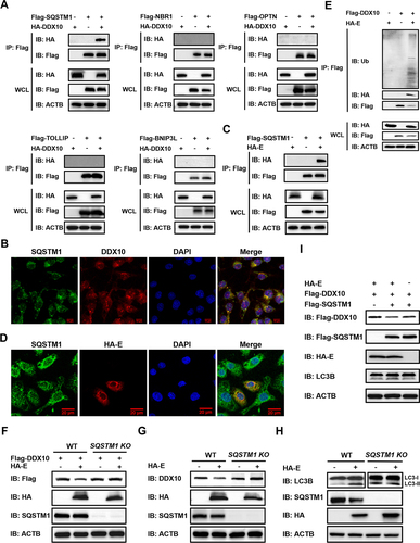 Figure 8. PRRSV E protein facilitates autophagic degradation of DDX10 depending on SQSTM1. (A) HEK-293T cells were transfected with pCAGGS-HA-DDX10 together with pCAGGS-Flag-SQSTM1, pCAGGS-Flag-NBR1, pCAGGS-Flag-OPTN, pCAGGS-Flag-TOLLIP, or pCAGGS-Flag-BNIP3L for 30 h. The cell lysates were immunoprecipitated using an anti-Flag antibody and then immunoblotted using the indicated antibodies. (B) iPAMs were infected with PRRSV (MOI = 0.5) for 24 h. The cells were fixed for IFA to detect the endogenous SQSTM1 and DDX10 using anti-SQSTM1 and anti-DDX10 antibodies, respectively. Nuclei were counterstained with DAPI. Fluorescent images were acquired with a confocal laser scanning microscope (Fluoviewver.3.1; Olympus, Japan). (C) HEK-293T cells were co-transfected with pCAGGS-Flag-SQSTM1 and pCAGGS-HA-E for 30 h. The cell lysates were immunoprecipitated using an anti-Flag antibody and then immunoblotted using the indicated antibodies. (D) iPAMs were transfected with pCAGGS-HA-E for 30 h. The cells were fixed for IFA to detect the endogenous SQSTM1 and HA-tagged E protein using anti-SQSTM1 and anti-HA antibodies, respectively. Nuclei were counterstained with DAPI. Fluorescent images were acquired as described in (B). (E) HEK-293T cells were co-transfected with pCAGGS-HA-E and pCAGGS-Flag-DDX10. Cells were lysed at 30 hpt and immunoprecipitated with an anti-Flag antibody. The WCL and IP complexes were analyzed by immunoblotting with anti-HA, anti-Flag, anti-ubiquitin (Ub), and anti-ACTB antibodies. (F) WT or SQSTM1 KO HEK-293T cells were co-transfected with pCAGGS-Flag-DDX10 and pCAGGS-HA-E for 30 h. The cell lysates were subjected to western blotting with the indicated antibodies. (G and H) WT and SQSTM1 KO HEK-293T cells were separately transfected with pCAGGS-HA-E or empty vector for 30 h, and the cell lysates were subjected to western blotting with the indicated antibodies. (I) HEK-293T cells were co-transfected with pCAGGS-Flag-DDX10, pCAGGS-Flag-SQSTM1, and pCAGGS-HA-E, or co-transfected with pCAGGS-Flag-DDX10 and pCAGGS-Flag-SQSTM1 or pCAGGS-HA-E for 30 h. The cell lysates were subjected to western blotting using the indicated antibodies.
