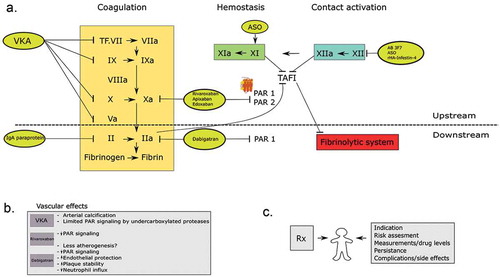 Figure 1. a. The figure shows the coagulation cascade and the different anticoagulant drugs presented in this article. On the left side; vitamin K antagonists inhibit vitamin K-related clotting factors II, VII, IX, and X. Further, the NOAC drugs; direct thrombin inhibitors and factor Xa inhibitors are presented in this scheme. Factor X inhibitors inhibit PAR 1 and possibly PAR 2 mediated cell signaling, were direct thrombin inhibitors primarily target PAR1. The other ‘upstream’ targets (factor XI and XII) and the possible inhibitors are also shown here. b. This box shows the possible vascular effects of the different oral anticoagulants. c. This figure shows the possible patient-related factors that determine the individual safety and efficacy of the prescribed drug.