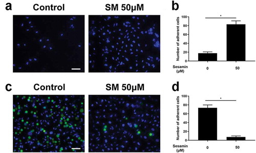 Figure 2. Sesamin increased cell-matrix adhesion and attenuated cell-cell adhesion.