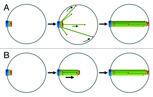 Figure 3. Models for the formation of the nuclear microtubule array upon quiescence establishment. In (A) microtubules elongate from the SPB in all directions and reach a maximum size at the nuclear membrane opposite of the SPB. In (B) microtubules are maintained together as they elongate. Legends are the same as in Figure 1. See text for details.