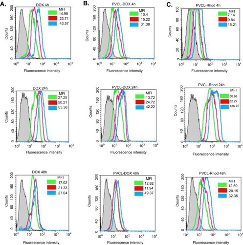 Figure 8 Histogram plots of flowcytometry analysis of the treated MCF-7 cells with DOX, PVCL-DOX, and PVCL-Rhod 4, 24, and 48 hrs. (A) The gray, green, red, and blue plots belong to the untreated cells, III:0.3, II:0.6, and I:1.2 µg/mL concentrations of DOX, respectively. (B and C) The gray, green, red, and blue plots belong to the untreated cells, III:15, II:30, and I:60 µg/mL concentrations of PVCL-DOX and PVCL-Rhod, respectively.Abbreviations: DOX, doxorubicin; PVCL, poly(N-vinylcaprolactam).