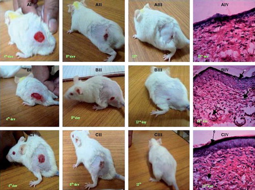 Figure 5. Photographs of wounds 4, 8, and 12 days after surgery illustrating the changes in wound contraction and epithelialization with TS of mice skin on the twelfth day in all groups stained with hematoxylin and eosin at 40 x (A) control; (B) serratiopeptidase and gentamicin in hydrogel; (C) serratiopeptidase and gentamicin PLGA microspheres in hydrogel.