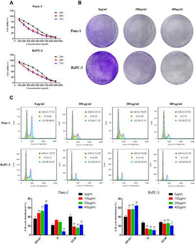 Figure 8 ZJP inhibits the proliferation of pancreatic cancer cells. (A) ZJP decreases the viability of pancreatic cancer cells as measured by the CCK-8 assay. Pancreatic cancer cells were treated with various concentrations of ZJP for 24, 48, and 72 h. (B) Representative images showing colonies formed by pancreatic cancer cells treated with various concentrations of ZJP for 3 days. (C) Representative images and statistical graphs of Panc-1 and BxPC-3 cell cycle analysis. *P < 0.05, **P < 0.01 versus the untreated group.