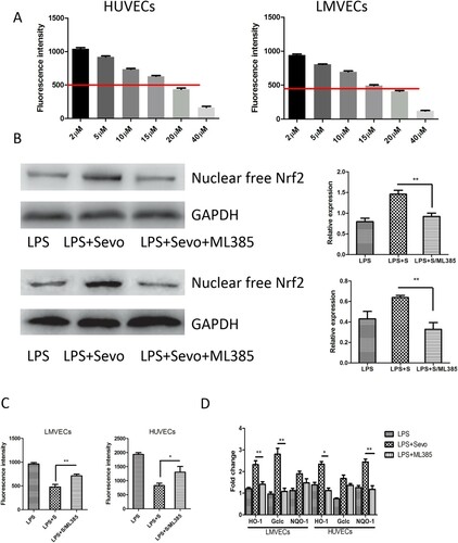 Figure 4. Sevoflurane improve Protein kinase C-dependent oxidative stress responses in HUVECs and LMVECs stimulated with LPS. (A) The minimum concentration of sevoflurane necessary to inhibition of 50% ROS activity by intracellular ROS detection dependent on DCFDA probe at gradient concentration of sevoflurane. The cells per group were measured in five replicated wells and then calculate the average value. (B) The representative figures and quantitative analysis revealed the expression of nuclear free Nrf2 in LPS-stimulated HUVECs and LMVECs after treated by sevoflurane solely and combination with ML385 measured by immunoblot assay. (C) The ROS activity detected by intracellular ROS detection dependent on DCFDA probe in LPS-stimulated HUVECs and LMVECs after treated by sevoflurane solely and combination with ML385 measured by immunoblot assay. (D) The expression of downstream genes of Nrf2/ARE signaling pathway in kidney tissue measured by quantitative RT-PCR in LPS-stimulated HUVECs and LMVECs after treated by sevoflurane solely and combination with ML385 measured by immunoblot assay. The experiments were replicated three times. All data are represented as Mean ± SD. **p < .01, *p < .05.