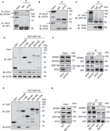 Figure 8. Lack of ATG7 increases the binding between ZNF148/ZFP148/ZBP-89 and KPNB1. (a and b) Determine the potential interacting proteins with ATG7 in HUVECs. ATG7 was immunoprecipitated by ATG7 antibody, and EP300, SP1, and STAT3 were determined by western blotting. (c) Cell lysates were prepared from cultured HUVECs, TP53 was immunoprecipitated, and ZNF148/ZBP-89 was detected by western blot. N = 3. (d and e) HEK 293 T cells were transfected with MYC-ATG7 plasmid and GST-control (GST) or GST fused with ZNF148/ZBP-89 full length or ZNF148/ZBP-89 truncations (amino acids 1–168, 169–281, 282–552, 553–794), respectively. Binding region of ZNF148/ZBP-89 on ATG7 was determined by GST immunoprecipitation. N = 4. (f) HEK 293 T cells were transfected with siCtrl or siATG7 for 48 h, the interaction of ZNF148/ZBP-89 and KPNB1 was determined by immunoprecipitation and western blot. N = 3. (g) The interaction of ZFP148/ZNF148 and KPNB1 in MLECs isolated from WT and atg7 KO mice was determined by immunoprecipitation and western blot. N = 3.