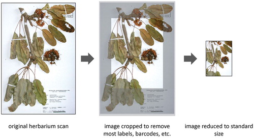 Figure 1. Image processing: herbarium scans as downloaded have been cropped and reduced to standard size in order to prepare them for treatment in deep learning algorithms.