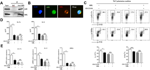 Figure 4 MBL interacted with AhR and regulated Th17 cell polarization through AhR signaling. (A and B) CD4+ T cells were stimulated with 200nM FICZ with 5μg/mL MBL for 6 h. (A) The association of AhR with MBL was analyzed by immunoprecipitation assay. (B) Colocalization of AhR and internalized MBL in T cells was determined by immunofluorescence analysis. (C–E) Naïve CD4+ T cells were cultured under Th17 differentiation conditions in the presence or absence of MBL protein (5μg/mL) combined with 1μM CH-223191 for 7d, t. (C) The expression of IL-17a and RORγt in CD4+ T cells was determined by FCM analysis. (D) The levels of IL-17a and IL-21 in the culture medium were evaluated by ELISA assay. (E) The mRNA levels of RORγt, IL-17a, and IL-21 were detected by RT-qPCR analysis. *p < 0.05, **p < 0.01. The data represent three independent experiments with similar results.