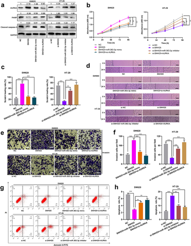 Figure 6. SNHG5 promoted the proliferation, migration, and invasion of CRC cells by targeting miR-363-3p/AURKA axis SW620 cells were transfected with the SNHG5 overexpression plasmid (SNHG5, 50 nM) or co-transfected with miR-363-3p mimic (50 nM) or si-AURKA (50 nM) while HT-29 cells were transfected with si-SNHG5 (50 nM) or co-transfected with miR-363-3p inhibitor (50 nM) or AURKA overexpression plasmid (AURKA, 50 nM). A. The relative expressions of AURKA, PARP, and cleaved caspase-3 protein in SW620 and HT-29 cells after transfection or co-transfection were detected employing Western blot, and GAPDH was used as internal control. B. The proliferation of SW620 and HT-29 cells after transfection or co-transfection was detected utilizing CCK-8 method. C-D. The migration of SW620 and HT-29 cells after transfection or co-transfection was detected by scratch healing experiment. Scale bar: 100 μm. E-F. Transwell experiment was used to detect the invasion of SW620 and HT-29 cells after transfection or co-transfection. Scale bar: 100 μm. G-H. Flow cytometry was used to detect the apoptosis of SW620 and HT-29 cells after transfection or co-transfection. Error bars represented the mean ± SD of at least three independent experiments. Compared with the NC, si-NC, SNHG5, or si-SNHG5 group, *P< 0.05, **P< 0.01, and ***P< 0.001.