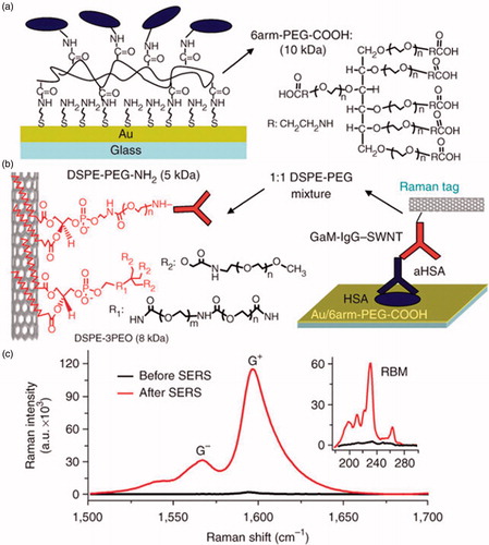 Figure 6. Surface chemistry used to immobilize proteins on gold-coated glass slides for Raman detection of analytes by SWNT Raman tags. A self-assembled monolayer of cysteamine on gold was covalently linked to six-arm, branched poly (ethylene glycol)-carboxylate (6arm-PEG-COOH, right) to minimize nonspecific protein binding. Terminal carboxylate groups immobilize proteins. (b) Sandwich assay scheme. Immobilized proteins in a surface spot were used to capture an analyte (antibody) from a serum sample. Detection of the analyte by Raman scattering measurement was carried out after incubation of SWNTs conjugated to goat anti-mouse antibody (GaM-IgG-SWNTs), specific to the captured analyte. SWNTs were functionalized by (DSPE-3PEO) and (DSPE-PEG5000-NH2) (left). (c) Raman spectra of the SWNT G mode and radial breathing mode (RBM, inset) regions before and after SERS enhancement [Citation101].