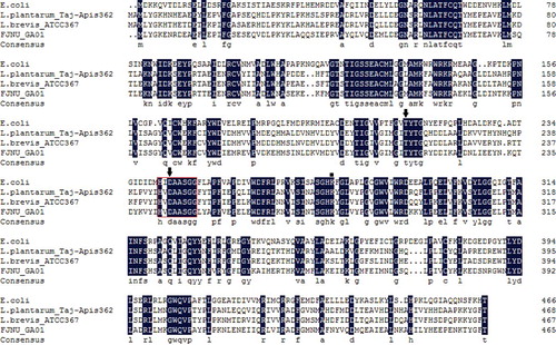 Figure 1. Multiple alignments of L. lactis FJNUGA01 GadB with E. coli GadB, L. plantarum Taj-Apis362 and L. brevis ATCC 367 GadB.