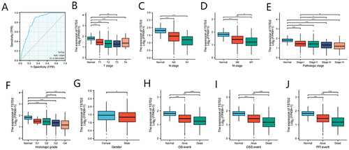 Figure 7 Association between TSTD2 expression and clinical features and prognosis. (A) The diagnostic efficacy of TSTD2 in KIRC analyzed by ROC. (B–J) Association between TSTD2 expression and T stage, N stage, M stage, Pathologic stage, Histologic grade, Gender, OS event, DSS event, and PFI event analyzed by using Wilcoxon Rank SUM test. *P < 0.05; **P < 0.01; ***P < 0.001.