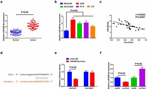 Figure 3. Circ-CUL2 represses miR-888-5p.