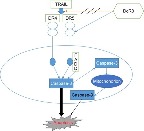 Figure 7 DcR3 and TRAIL-induced apoptosis.