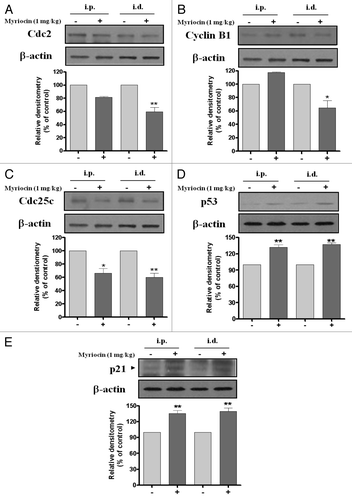 Figure 4. Effect of myriocin on cell cycle regulatory protein expression in mouse melanoma tissues. Tumor tissue homogenates from control and myriocin-treated mice were lysed to measure (A) Cdc2, (B) cyclin B1, (C) Cdc25C, (D) p53 and (E) p21waf1/cip1 expression by 10% SDS-PAGE and immunoblotting. Data from densitometric quantification are expressed as the mean ± SE of three independent experiments conducted in triplicate (*p < 0.05 and **p < 0.01 vs. the saline control).