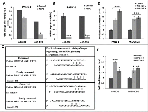 Figure 1. 3-Cl-AHPC mediated expression of miR-202 and miR-578 in pancreatic cancer cells. (A) miR-202 and miR-578 were down regulated in presence of 3-Cl-AHPC as demonstrated in microRNA array. (B). Changes in miRNAs levels were validated by quantitative Real time PCR. Cells were treated with 3-Cl-AHPC for 24 h. (C). 3′-UTR binding sites of miR-202 and miR-578 target genes Mxd1 and SAP18, respectively. (D, E). Increased expression of mRNAs of their target genes Mxd1 and SAP18 by SYBR-Green RT-PCR. Methodologies were as described in Materials and Methods. Error bars represent the mean of 3 separate determinations ± standard deviation (SD). *, ** and *** (<0 .05, <0.01 and <0 .001) indicate significantly differences between control and treated samples using the t-Test.