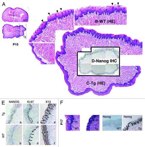 Figure 3. Abnormal differentiation in the K14-NanogP8 Tg tongue epithelia. (A–D) Gross images of the P15 WT and L1 Tg tongue. A. Representative composite images of a P15 WT (top) and a P15 L1 Tg (bottom) tongue sections stained for H and E. The orientations of the sections were indicated: d, dorsal; v, ventral; l, lateral. (B and C) Enlarged composites showing the presence of differentiated filiform papillae in the WT tongue (B; arrowheads), which were lacking in the Tg tongue (C). (D) NanogP8 staining in the Tg tongue (original magnification, ×40). The WT tongue did not show NanogP8 staining (not shown). (E) Representative IHC images of P15 WT and L1 Tg tongue epithelium stained for Nanog, Ki-67, and K13. Arrows indicate increased numbers of K13-negative dermal papillae in the Tg tongue. Note that in WT epithelium the Ki-67 cells localized mainly to the base of retelike prominences (D, arrows) but in Tg epithelium the Ki-67 cells were often contiguous (C, black lines). (F) Representative H and E and Nanog IHC images from a pair of P17 WT and L1 Tg tongue epithelium. FP, fungiform papillae. Original magnifications, ×200.