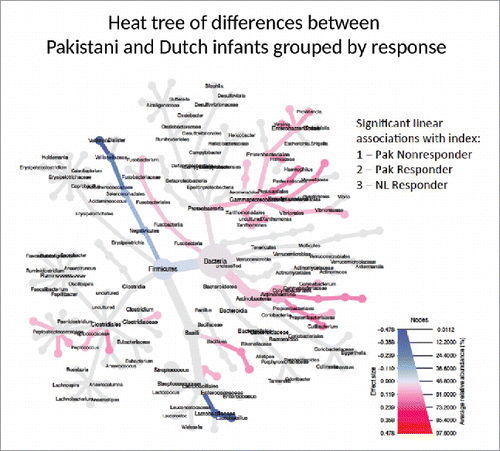 Figure 3. Phylogenetic Heat Tree illustrates the differences in relative bacterial abundance between all Pakistani non-responder, Pakistani responder and Dutch infants when indexed by response. Each group's RVV response is indexed (Pakistani non-responder 1, responder 2, and Dutch infants 3) and those bacteria with significant linear associations with index are colored. Colored blue are bacteria where a lower abundance associates with RVV response and colored red are bacterial groups where a higher abundance correlates with RVV response.