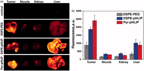 Figure 5. (a) The representative rhodamine fluorescence images and (b) mean surface fluorescence of tumor (cut in half ), muscle, kidney (cut in half) and liver obtained by ex vivo imaging after collection of organs and tissues 24 hours after I.V. administration of pHLIP and PEG coated niosomes are shown (the autofluorescence signal is subtracted). The color coded fluorescent images shown on panel (a) are obtained at the same settings of the imaging instrument, the same exposure time (15 sec) and all of them were processed exactly the same way. Control is the organs collected from the mouse with no injection of fluorescent niosomes and it represents level of auto fluorescence signals in tissue. The values of mean surface fluorescence intensity of R18 in tissue and organs are presented in Table S2.