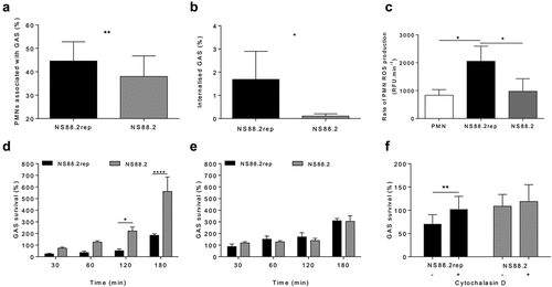 Figure 1. GAS persistence and proliferation occurs due to reduced phagocytosis and internalisation. (a) GFP GAS association with human neutrophils after 30 min incubation (n = 6 donors, Student’s t-test) via flow cytometry (Figure S1). (b) The internalisation of GAS by neutrophils determined by gentamicin protection assay (n = 5 donors, Student’s t-test). (c) Rate of ROS production by neutrophils between 30 and 60 min (n = 3 donors). GAS strains were incubated in the presence of (d) active human neutrophils (n = 8 donors) and (E) lysed neutrophils (n = 4 donors) over 180 min and percent survival determined. (F) GAS killing by human neutrophils at 30 min following pre-incubation with cytochalasin D to inhibit phagocytosis (n = 4 donors). (c-f) Holm-Šídák multiple comparison. Results are the pooled means ± SD of triplicate measurements. *p < 0.05, **p < 0.01 and ****p < 0.0001.