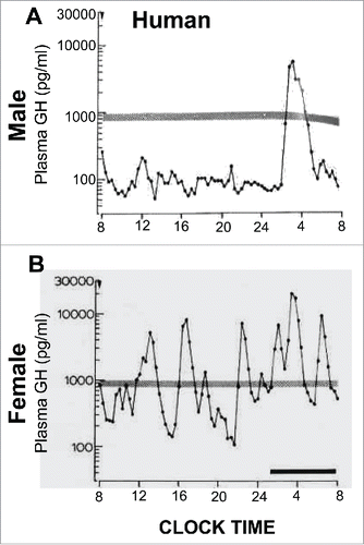 FIGURE 2. Sex-bias in circulating GH levels in male and female humans. Panels A and B: representative profiles of plasma GH levels showing that both men and women have pulsatile GH levels, but there is a higher overall level of GH in women. Adapted from Winer et al (1990) with permission of The Endocrine Society.Citation61