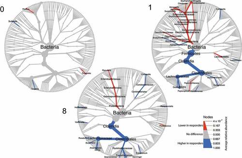 Figure 2. Tree plot showing taxa with different relative abundances between outcomes. The largest node in the center is the kingdom bacteria. Along the tree branch outward, the next node is the phylum level, then followed by class, order, family, and genus. The size of the node is proportional to the mean relative abundance in the corresponding phylogenetic level. A node is labeled when it has significantly different relative abundances (Wilcoxon rank-sum test) between outcomes. Blue refers to higher abundances in responders, red refers to lower abundances in responders. The three tree plots represent data from Week 0, 1, and 8.